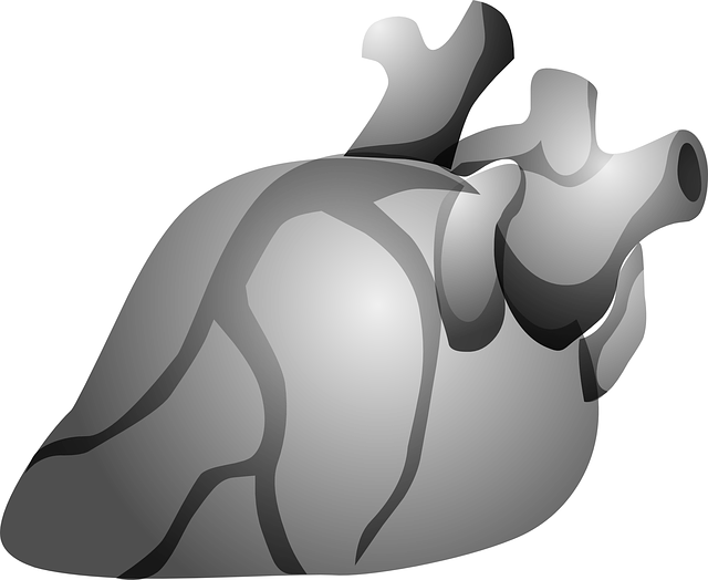 Herz-Kreislauf-System
